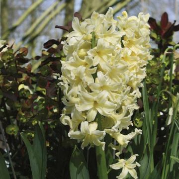 Hyacint City of Harleem - Hyacinthus orientalis