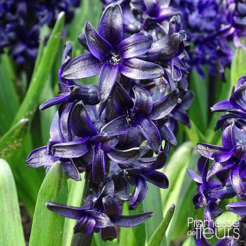 Hyacint Dark Dimension - Hyacinthus orientalis