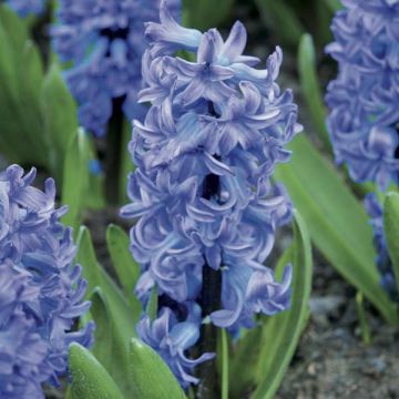 Hyacint Delft Blue - Hyacinthus orientalis