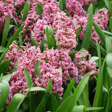 Hyacint Anna Liza - Hyacinthus orientalis