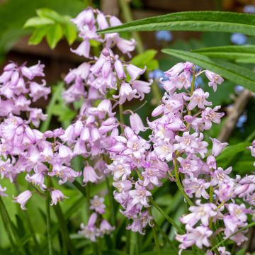 Spaanse hyacint Rose Queen - Hyacinthoides hispanica
