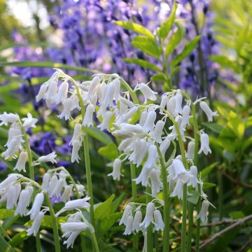 Spaanse hyacint Wit - Hyacinthoides hispanica Alba