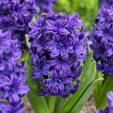 Hyacint  Dubbel Twin Pearl - Hyacinthus orientalis