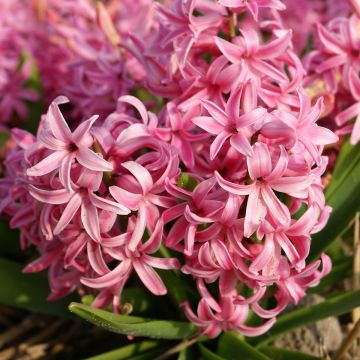 Hyacint Multiflora Rood - Hyacinthus orientalis
