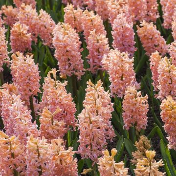 Hyacint Sweet Invitation - Hyacinthus orientalis
