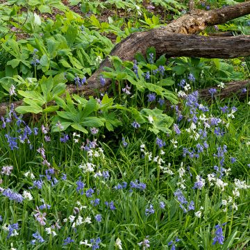 Spaanse hyacint Mix - Hyacinthoides hispanica