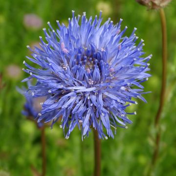 Jasione laevis Blaulicht - Zandblauwtje