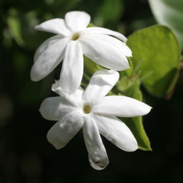 Jasmijn Affinis - Jasminum officinale