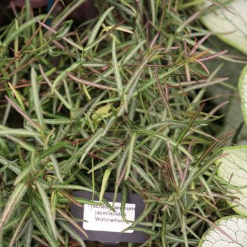 Trachelospermum jasminoides Waterwheel - Toscaanse jasmijn