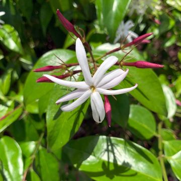 Jasminum nitidum - Jasmijn
