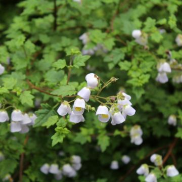 Jovellana violacea