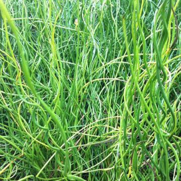 Juncus effusus Spiralis - Krulpitrus