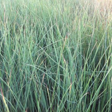 Juncus inflexus - Zeegroene rus