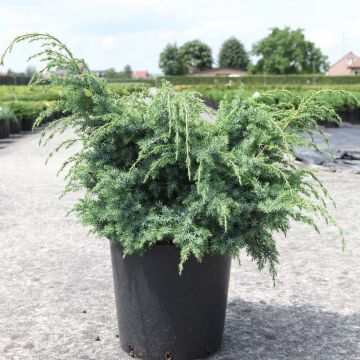 Juniperus chinensis Blue Alps - Chinese jeneverbes