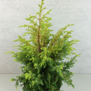 Juniperus communis Gold Cone - Jeneverbes