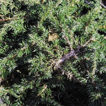 Juniperus communis Green Carpet - Jeneverbes
