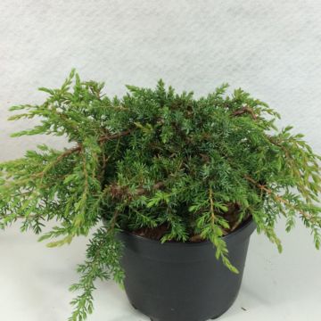 Juniperus communis Hornibrookii - Jeneverbes