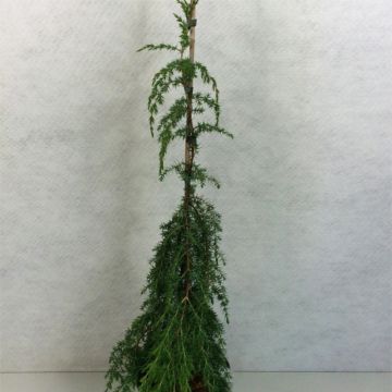 Juniperus communis Horstmann - Jeneverbes