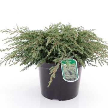 Juniperus communis Repanda - Jeneverbes