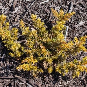 Juniperus conferta All Gold - Kustjeneverbes