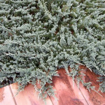 Juniperus horizontalis Blue Chip - Kruipende jeneverbes