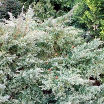 Juniperus pfitzeriana Glauca - Jeneverbes