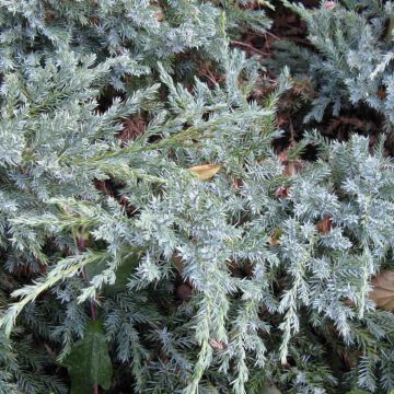 Juniperus squamata Blue Carpet - Himalaya jeneverbes