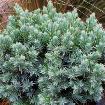 Juniperus squamata Blue Star - Himalaya jeneverbes