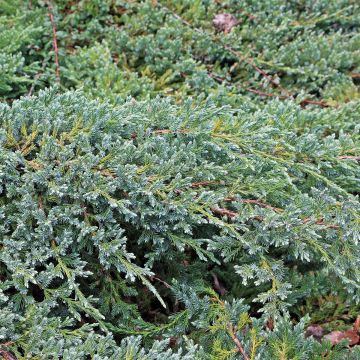 Juniperus squamata Blue Swede - Himalaya jeneverbes