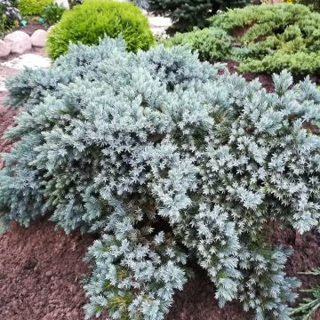 Juniperus squamata Blue Star - Himalaya jeneverbes