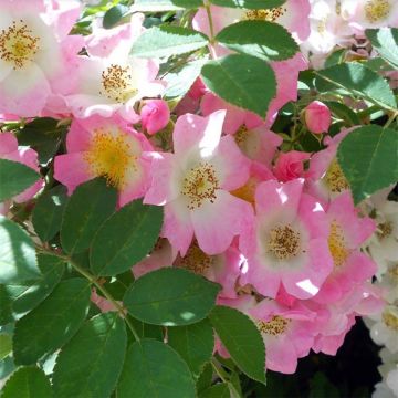 Rosa Kew Rambler - Ramblerroos