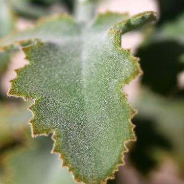 Kalanchoë Oak Leaf - Flambo plant