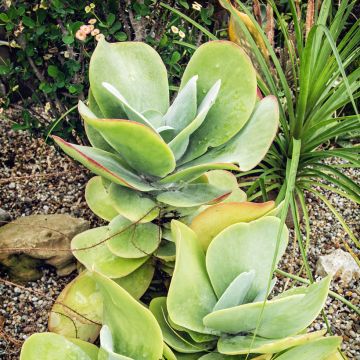 Kalanchoe thyrsiflora - Woestijnroos