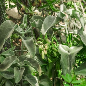 Kalanchoe beharensis Subnuda - Kalanchoë