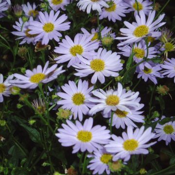 Kalimeris incisa - Zomeraster