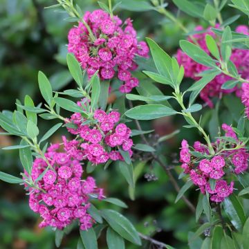 Kalmia angustifolia Rubra - Smalbladige lepelboom