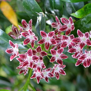 Kalmia latifolia Galaxy - Lepeltjesboom