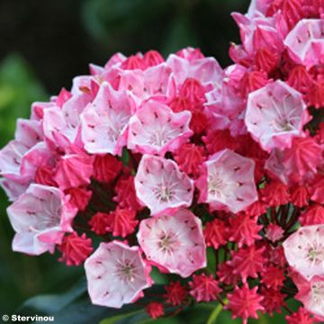 Kalmia latifolia Olympic Fire - Lepeltjesboom