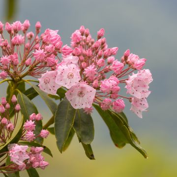 Kalmia latifolia Olympic Fire - Lepeltjesboom