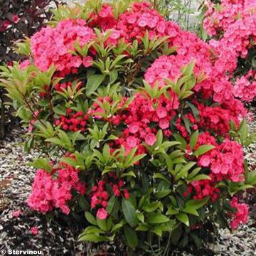 Kalmia latifolia Pink Charm - Lepeltjesboom