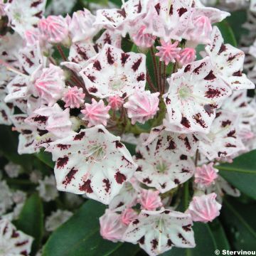 Kalmia latifolia Windrose - Lepeltjesboom