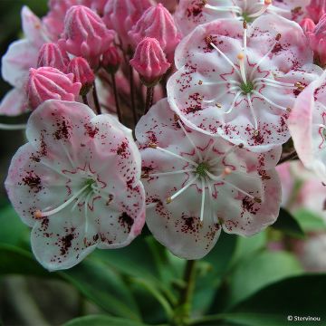 Kalmia latifolia Tofka - Lepeltjesboom