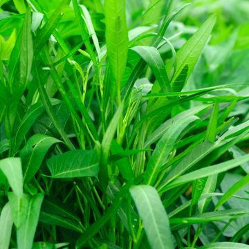 Waterspinazie Kangkong Ferme de Sainte Marthe - Ipomoea aquatica Waterspinazie Kangkong Ferme de Sainte Marthe - Ipomoea aquatica