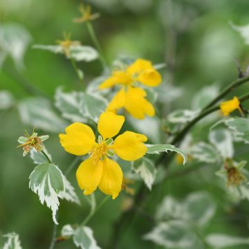Kerria japonica Picta - Ranonkelstruik