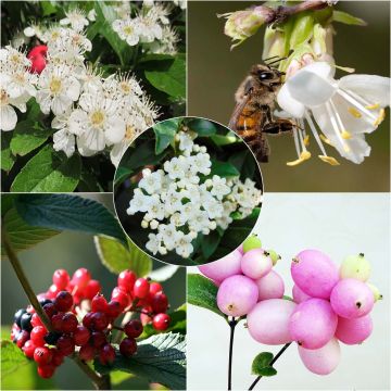 Kit 5 m haag milieuvriendelijk voor kleine tuinen