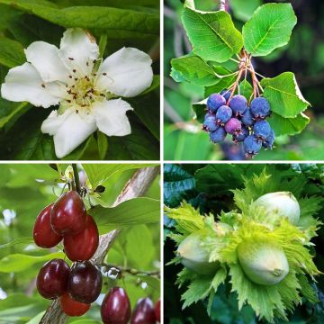 Haagpakket 'Lekkere Haag' hoog - lengte 8/12m