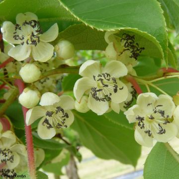 Kiwibes - Actinidia arguta Nostino (mannelijk)