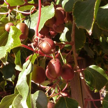 Kiwibes - Actinidia arguta Red Jumbo (vrouwelijk)