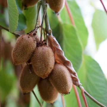 Kiwi - Actinidia deliciosa Kiwidoo (vrouwelijk)