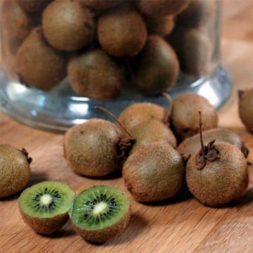 Kiwi - Actinidia deliciosa Jenny BIO